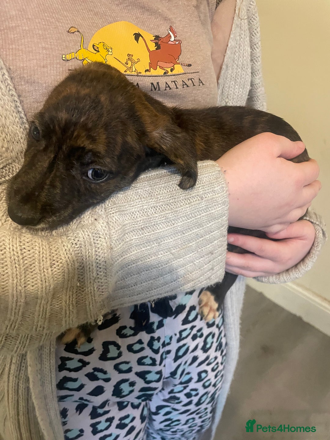 Lurcher dogs for sale: Greyhound/deerhound brindle lurchers - Advert 35