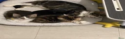 Mixed Breed cats for sale: Miss and her beautiful babies   - Advert 18
