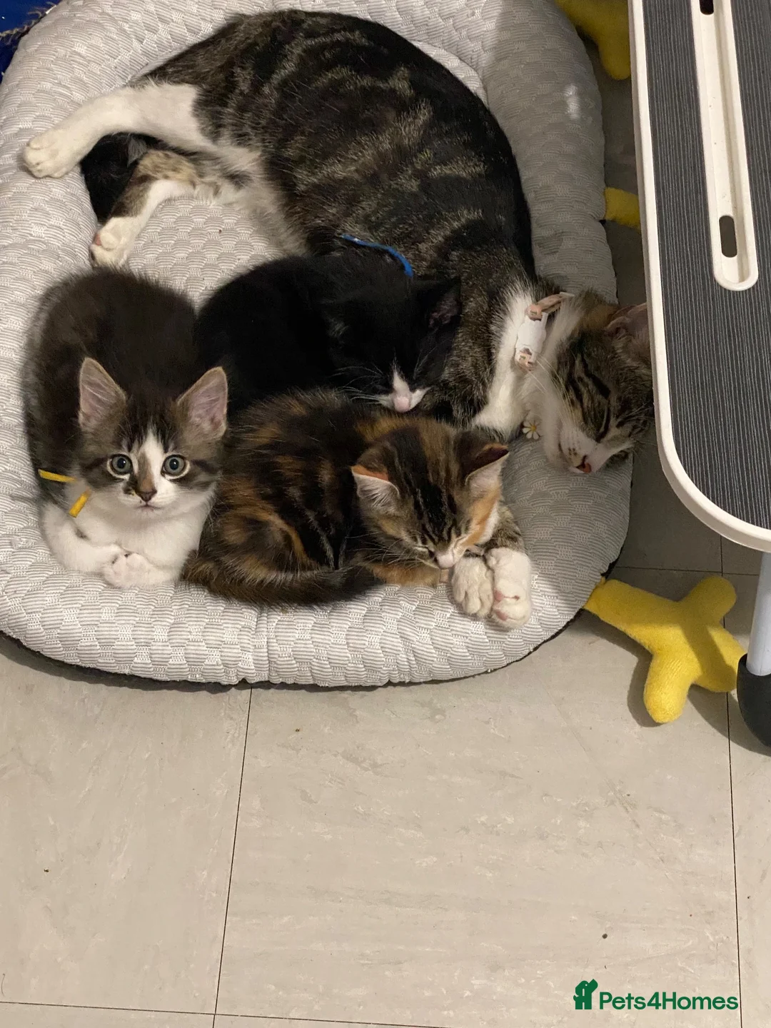 Mixed Breed cats for sale: Miss and her beautiful babies   - Advert 18