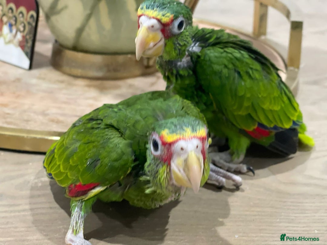Parrots birds for sale: White fronted amazon baby’s  - Image 2