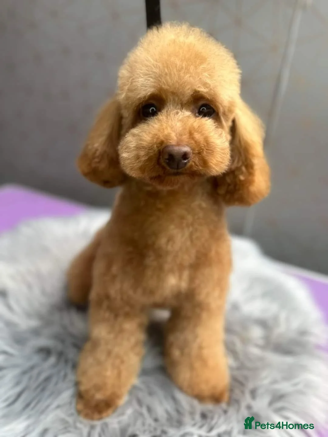 Toy Poodle dogs for sale: KC Registered Toy Poodle Puppies Available - Advert 13