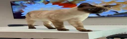 Bengal cats for sale: £850 for both - Snow Smoke and Blue Silver  - Advert 2