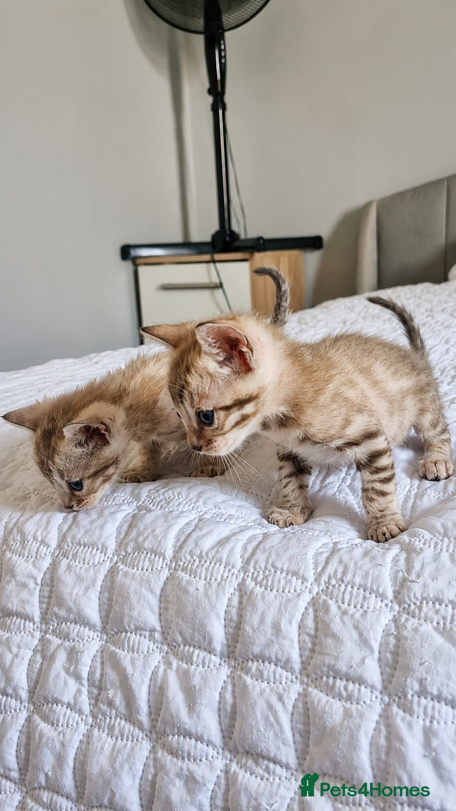 Bengal cats TICA Genetic Health Tested Snow Silver Kittens - Advert 2