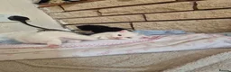 Mixed Breed cats for sale: 5 little kittens - Advert 23