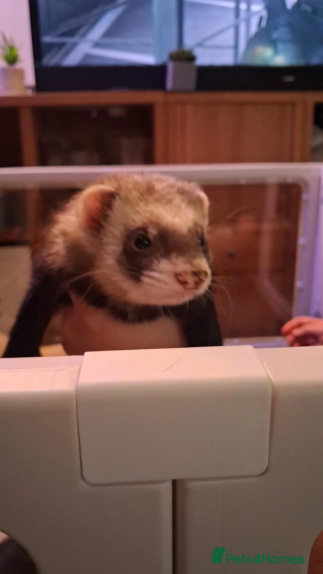 Ferret rodents for sale: 3 ferrets for rehome - Advert 6