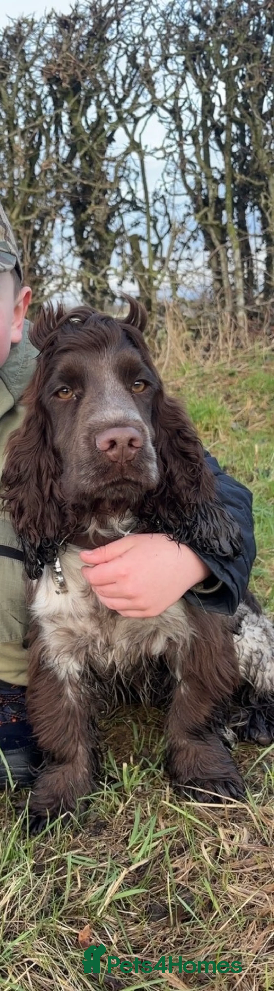 Cocker Spaniel dogs for sale: KC Chocolate roan show cocker  - Advert 3