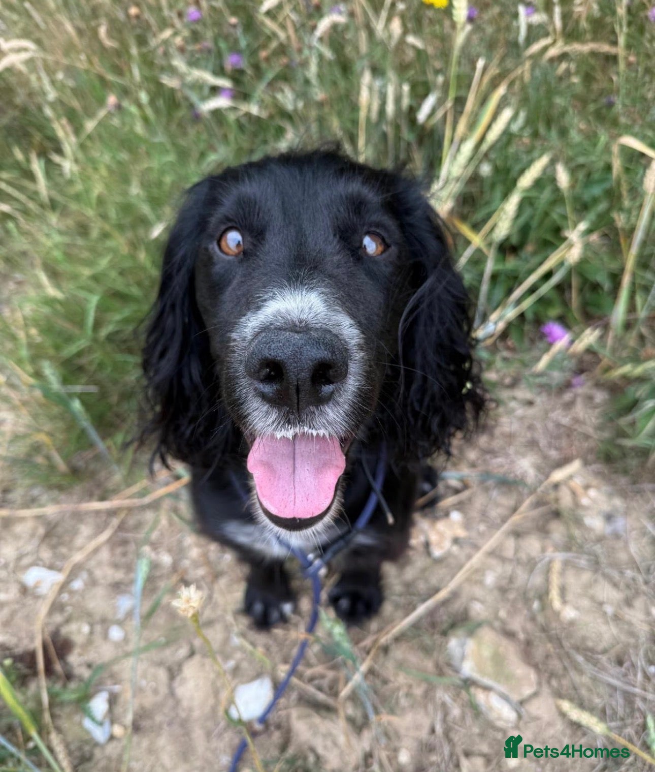 Cocker Spaniel dogs Fully Trained 7 Year Old Cocker Spaniel - Advert 2