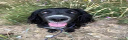 Cocker Spaniel dogs for sale: Fully Trained 7 Year Old Cocker Spaniel - Advert 1