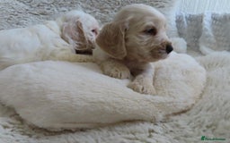 Cocker Spaniel dogs for sale: ❤️‍🔥❤️‍🔥💥Show Type Cocker Spaniel Puppies - Advert 19