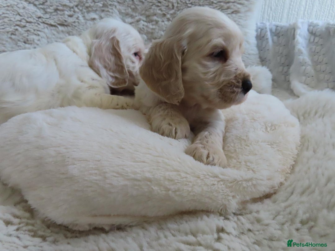 Cocker Spaniel dogs for sale: ❤️‍🔥❤️‍🔥💥Show Type Cocker Spaniel Puppies - Advert 19