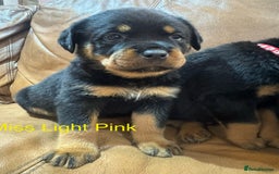 Rottweiler dogs for sale: KC Registered German Rottweiler Puppies - Image 8