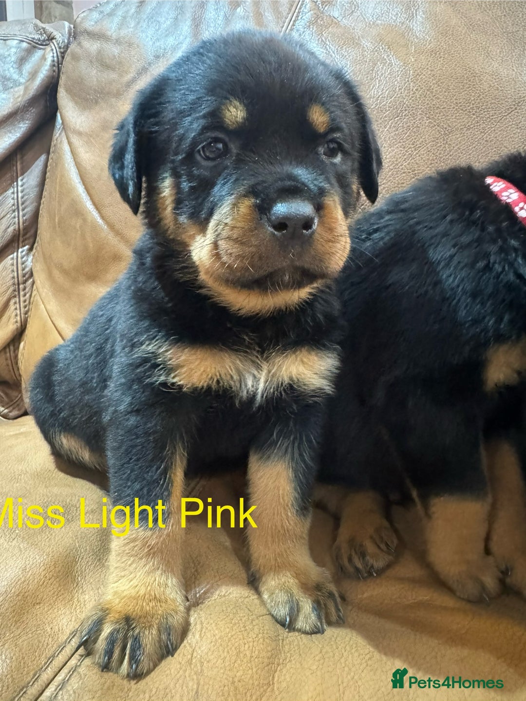 Rottweiler dogs for sale: KC Registered German Rottweiler Puppies - Image 8