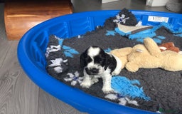 Cocker Spaniel dogs for sale: Show cocker pups  K.C. Reg. AMS. PRA. And FN clear - Image 16