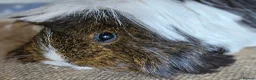 Guinea Pig rodents for sale: Various adult female guinea pig sows - Advert 3