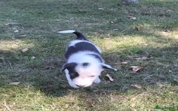 Border Collie dogs for sale: Adorable Border collie pups - Image 7