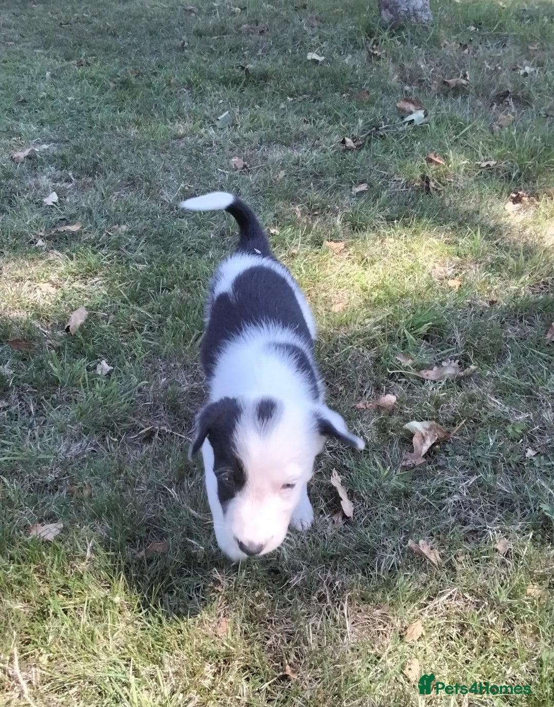 Border Collie dogs for sale: Adorable Border collie pups - Image 7