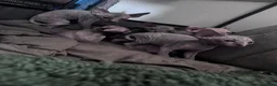 Sphynx cats for sale: 🐈‍⬛🐾 Sphynx elf's / Canadian kittens  - Advert 5