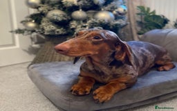 Dachshund dogs for sale: 9 Standard Dachshund Puppies KC Registered  - Image 14