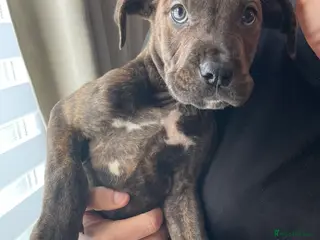 Mixed Breed dogs Stunning Cane Corso x Presa Canario Puppies - Advert 2