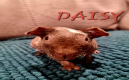 Guinea Pig rodents for sale: 3 Skinny/Werewolf Girls - Image 6