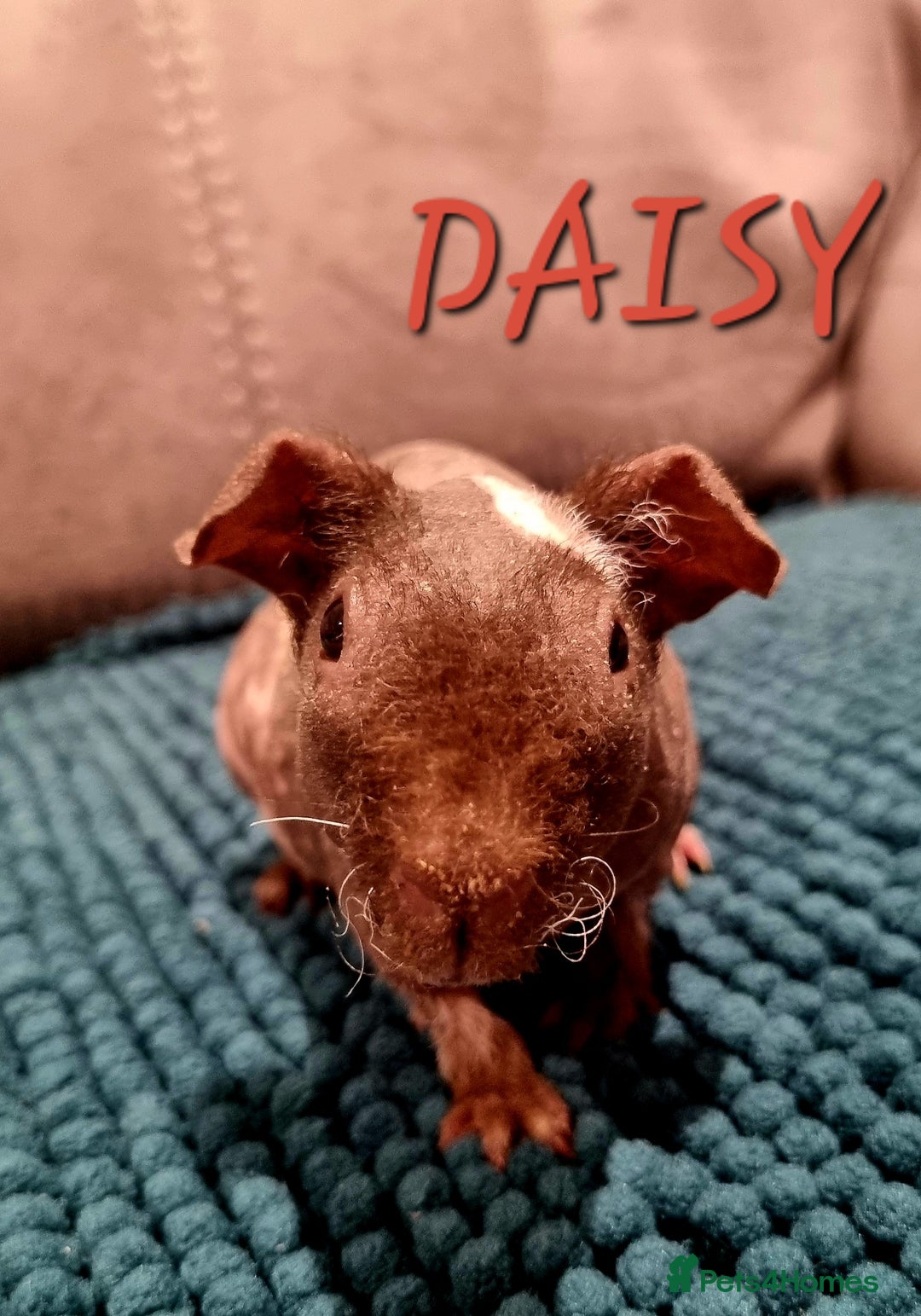 Guinea Pig rodents for sale: 3 Skinny/Werewolf Girls - Image 6