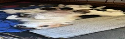 Jack Russell dogs for sale:  Tri coloured Jack Russel Pups! - Advert 20