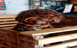 Lagotto Romagnolo dogs for sale: Lagotto Romagnolo - The Best breed ever  - Image 5