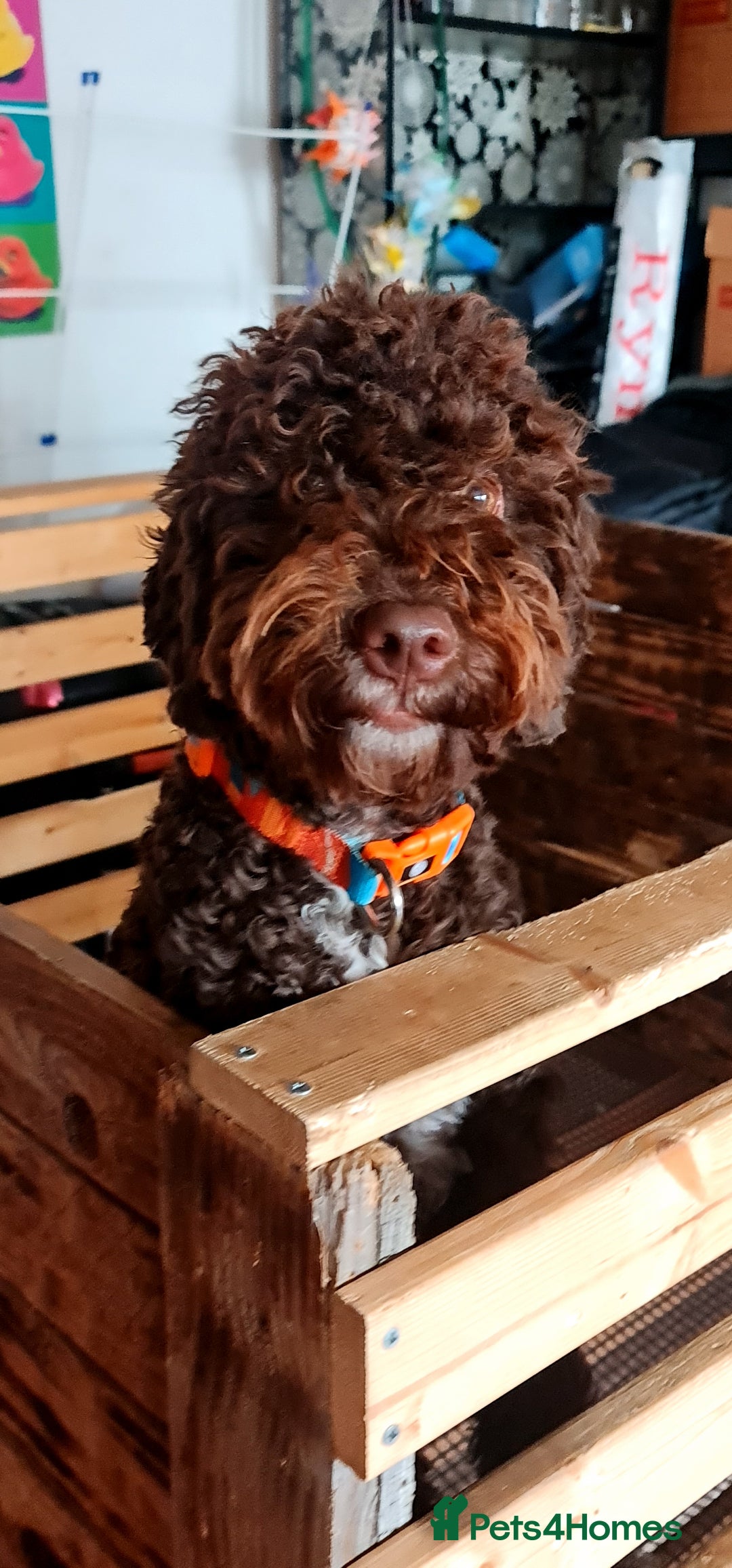Lagotto Romagnolo dogs for sale: Lagotto Romagnolo - The Best breed ever  - Image 5