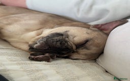 French Bulldog dogs for sale: 2 year old French bulldog for sale - Image 5