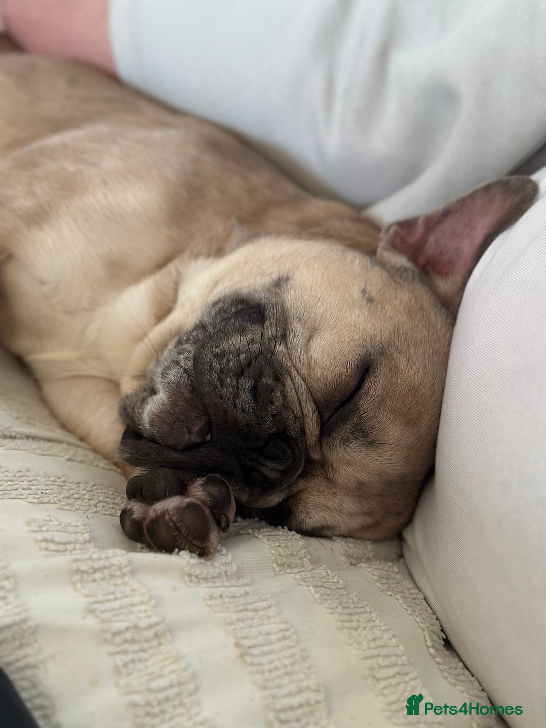 French Bulldog dogs for sale: 2 year old French bulldog for sale - Image 5