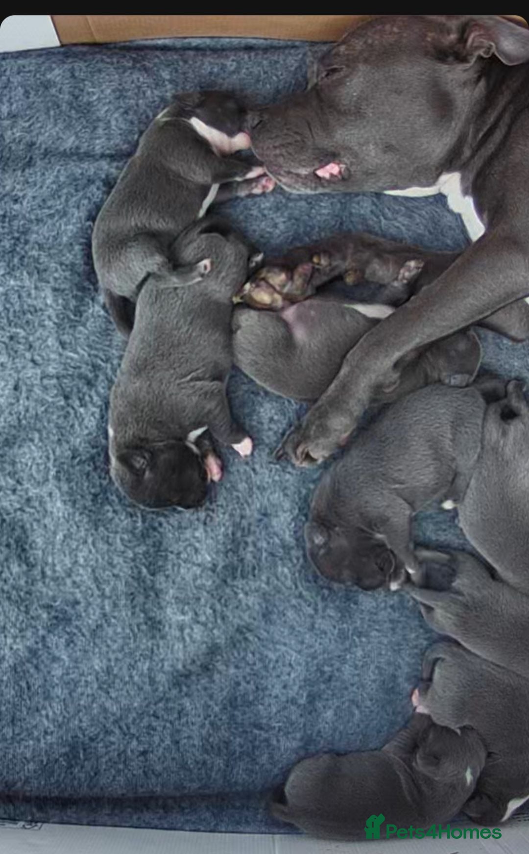 Staffordshire Bull Terrier dogs Blue Staffordshire bull terrier puppies 🐶🐕🐾 - Advert 6