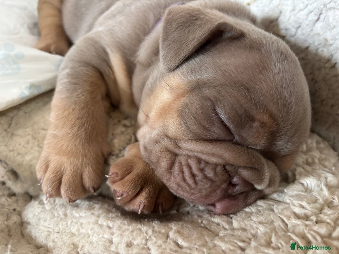 English Bulldog dogs for sale: Top Quality Chunky KC English Bulldogs  in Lampeter - Image 8