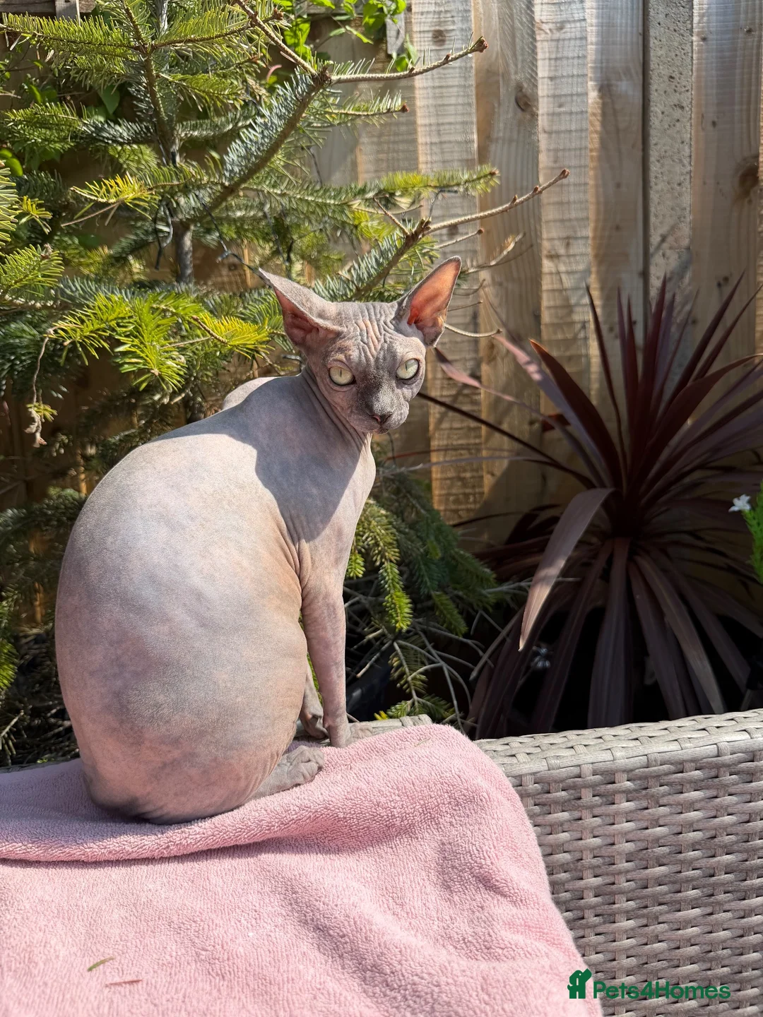 Sphynx cats for sale: Beautifully Sphynx girlie  - Advert 2