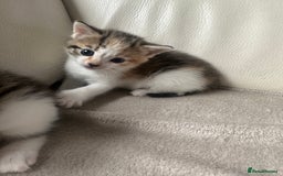 Mixed Breed cats for sale: Mixed kittens for sale  - Image 3