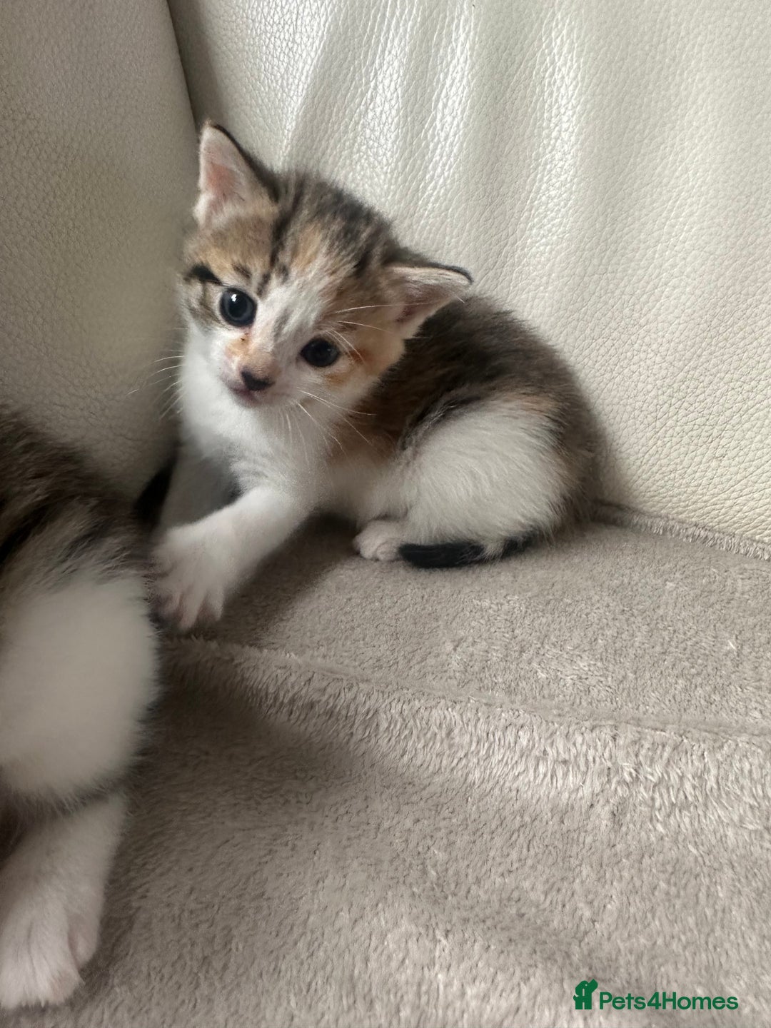 Mixed Breed cats for sale: Mixed kittens for sale  - Image 3