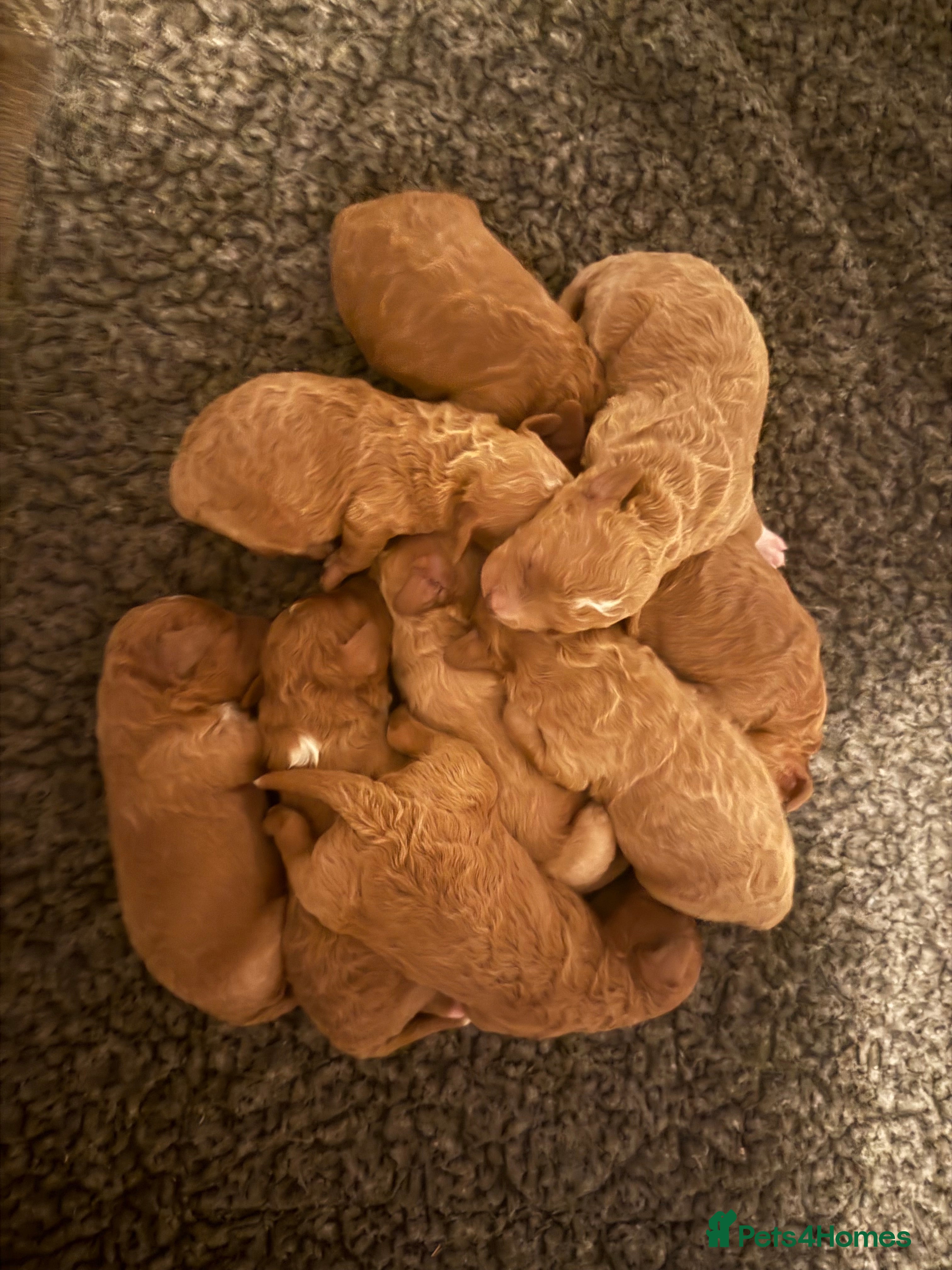 Cavapoochon dogs Toy cavapoochons  - Advert 1