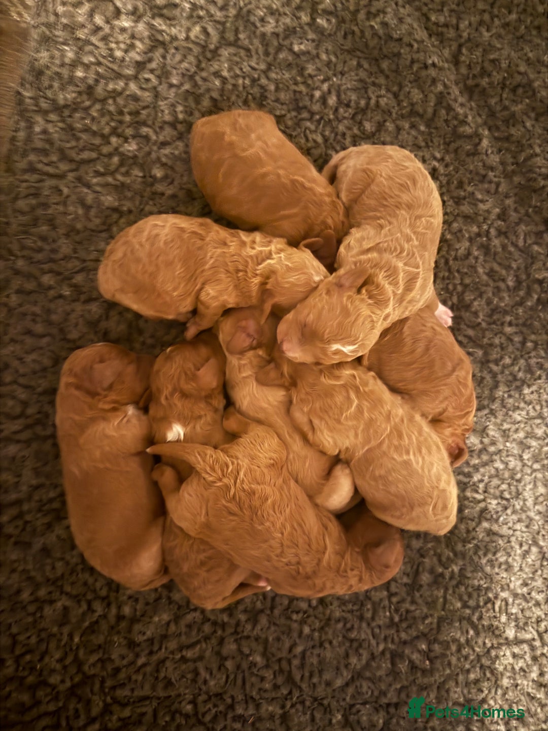 Cavapoochon dogs for sale: Toy cavapoochons  - Advert 1