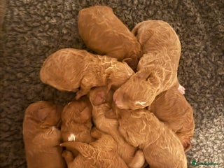 Cavapoochon dogs Toy cavapoochons - Advert 2