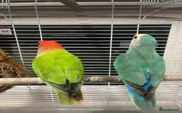 Lovebirds birds for sale: Male & female  - Advert 12