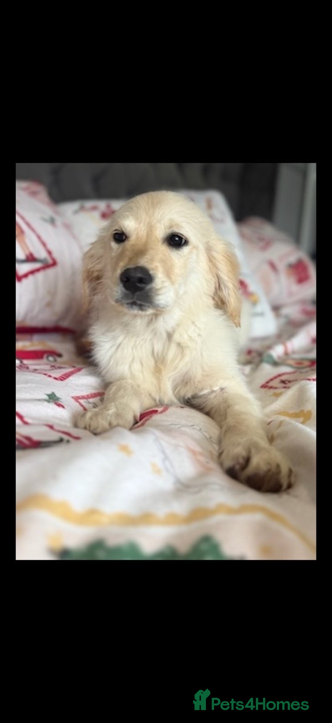 Golden Retriever dogs for sale: Adorable 8-week-old Golden Retriever puppies  - Advert 4