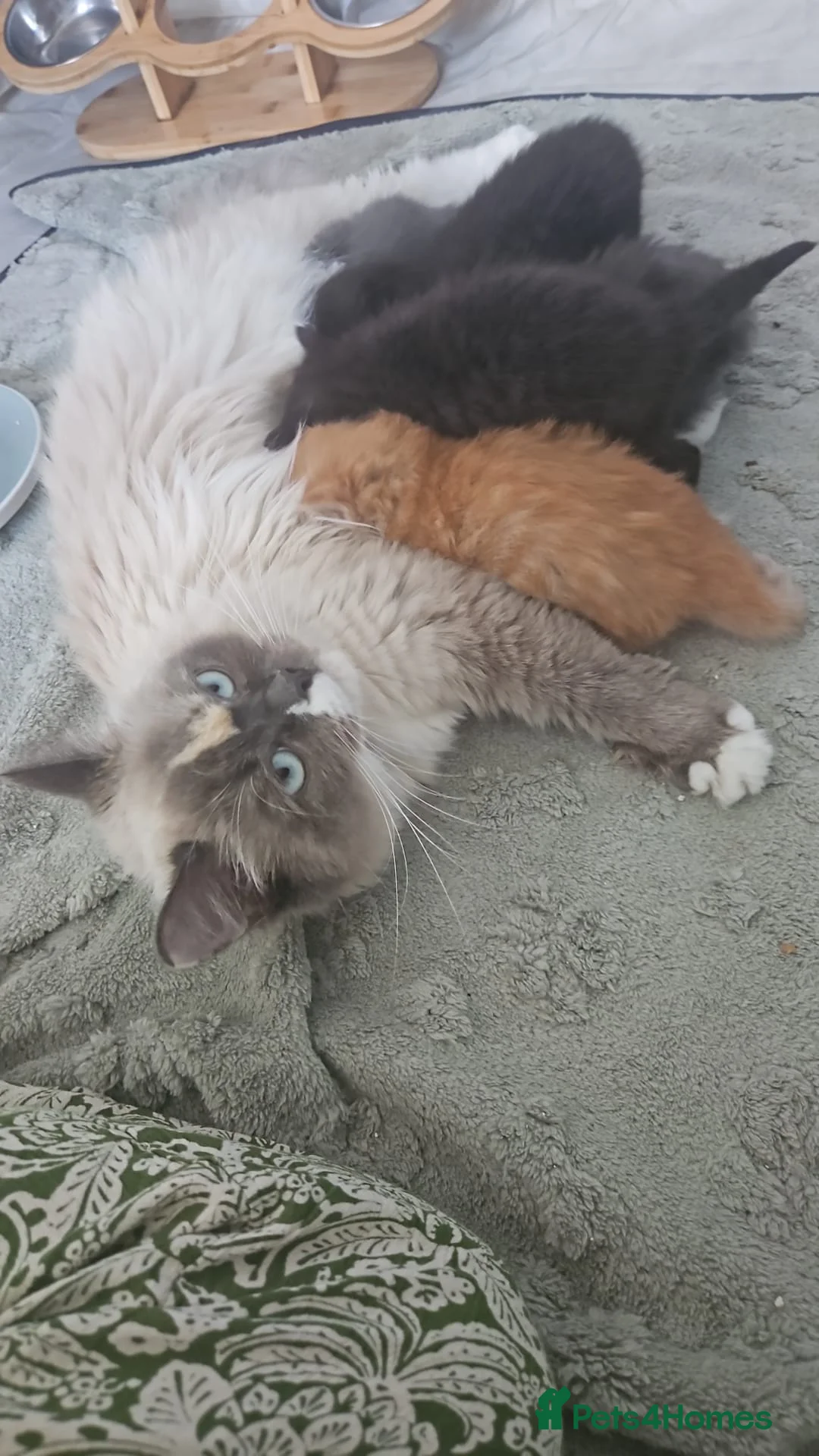 Ragdoll cats for sale: Ragdoll cross kittens  in Clacton-on-Sea - Advert 1