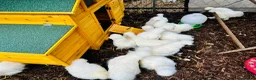 Chickens poultry for sale: Beautiful Point of Lay Chickens & more ‼️READY NOW - Advert 11
