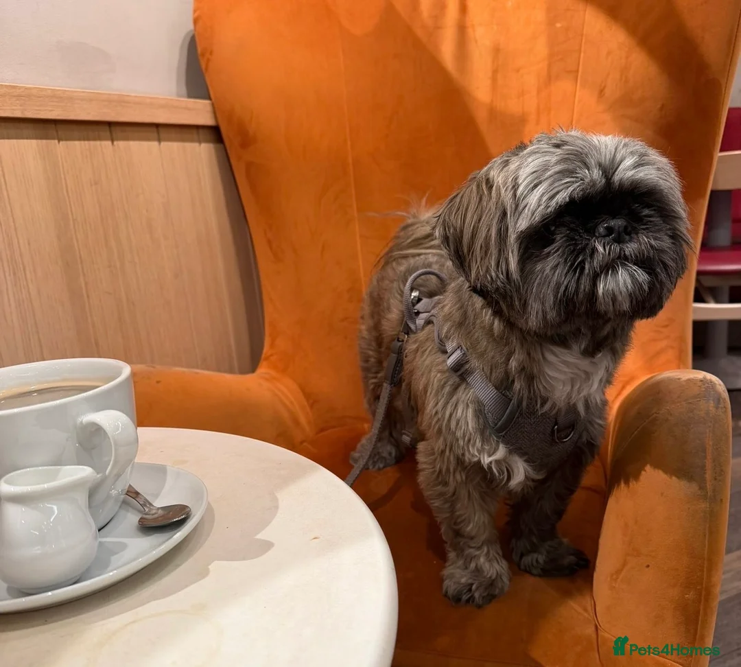 Shih Tzu dogs for sale: 4 year old Shih Tzu female in Peterborough - Advert 2