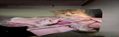 Mixed Breed Kitten 1