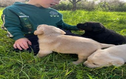 Labrador Retriever dogs for sale: KC health tested Labrador Pups  - Image 37