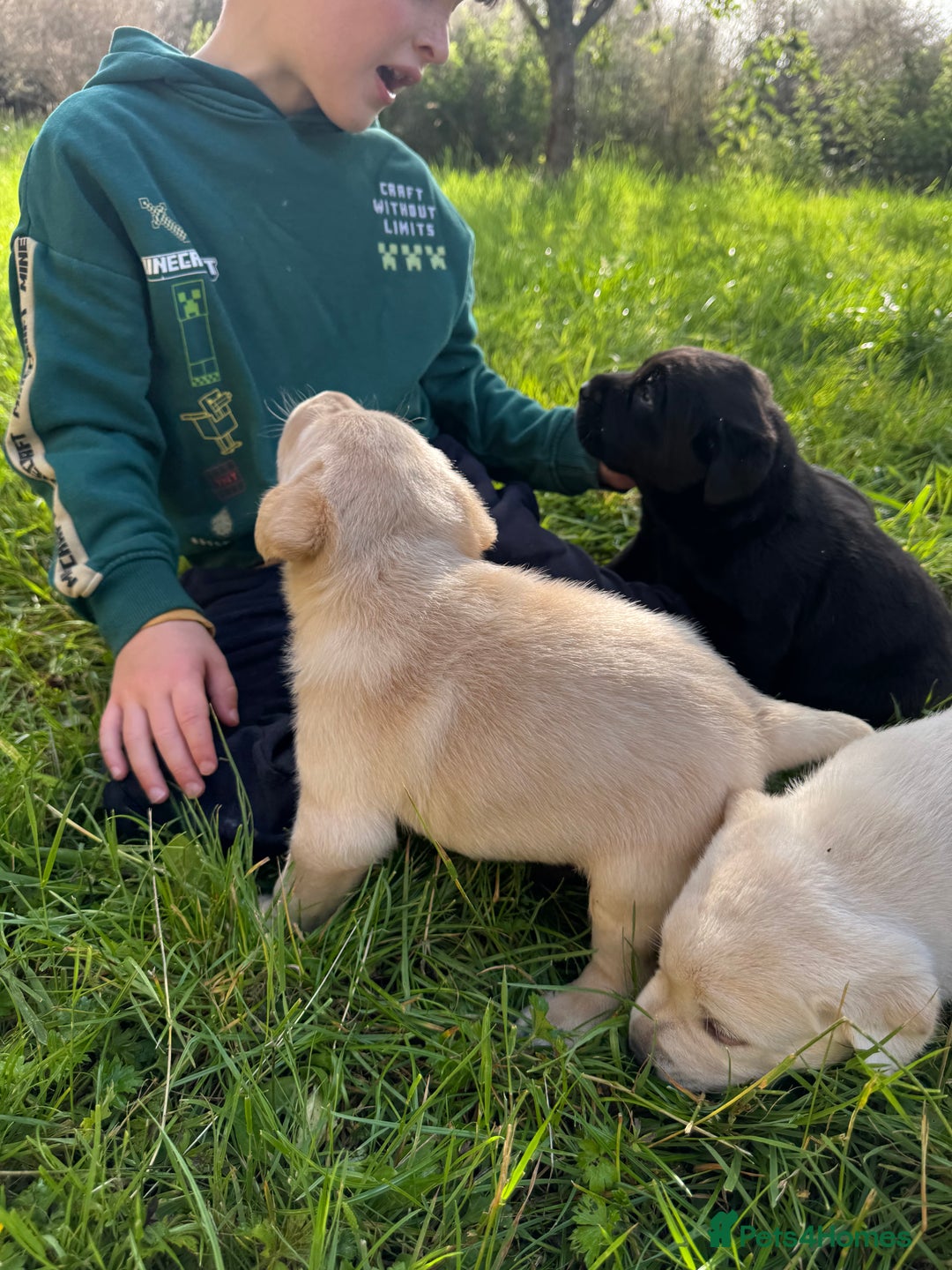 Labrador Retriever dogs for sale: KC health tested Labrador Pups  - Image 37
