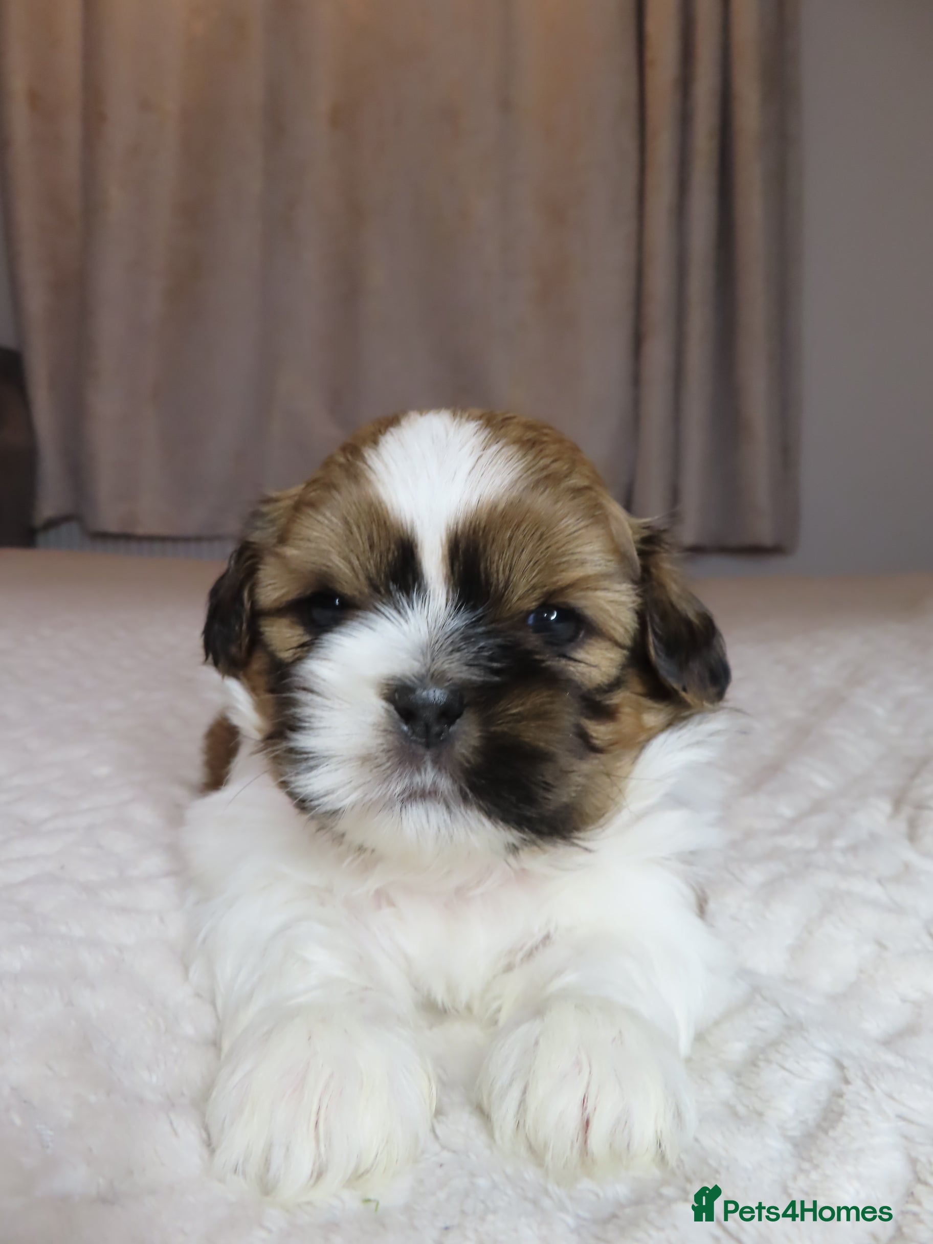 Shih Tzu dogs Beautiful Shih Tzu puppies  - Advert 5