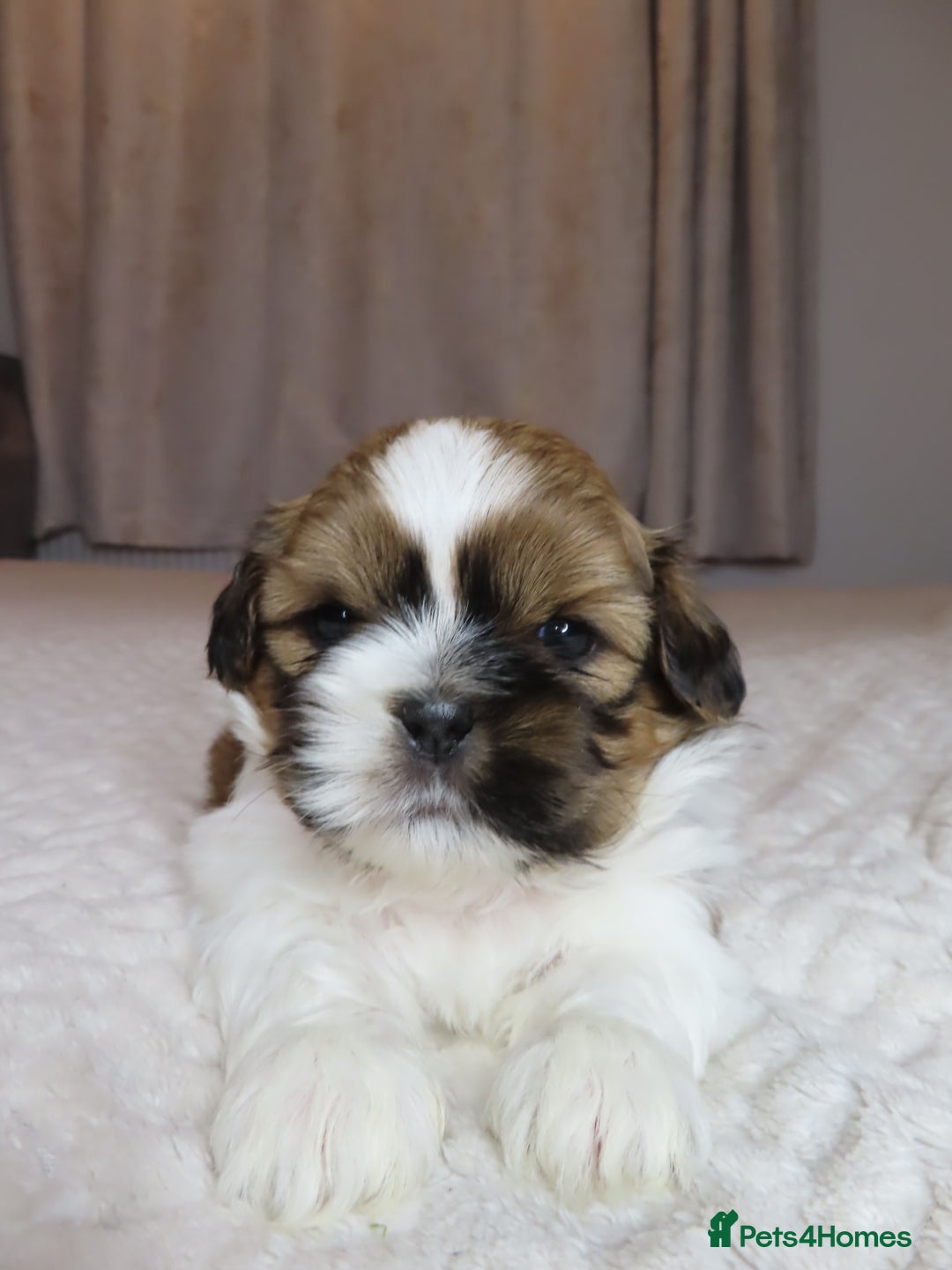 Shih Tzu dogs for sale: Beautiful Shih Tzu puppies  - Advert 1