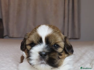 Shih Tzu dogs Beautiful Shih Tzu puppies - Advert 1