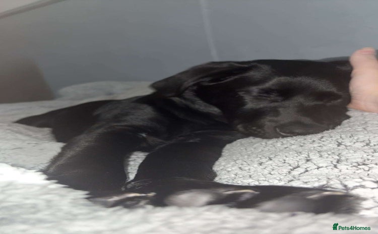 Labrador Retriever dogs for sale - Advert 1